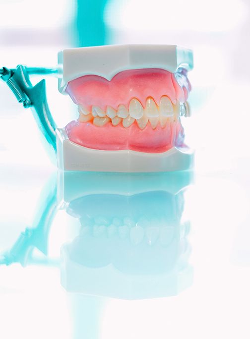 Permanent Teeth - Dents permanentes - Centre Dentaire Ahuntsic